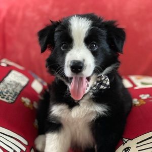 Meet your Posher, Dave